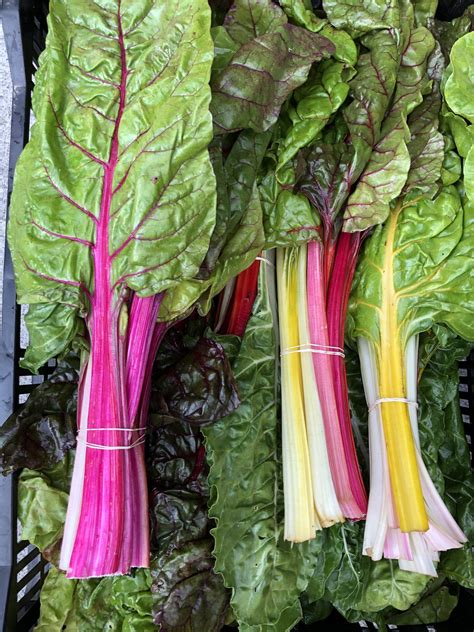 swiss chard