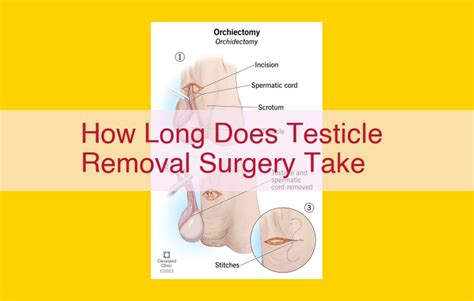 Testicular Removal Procedure