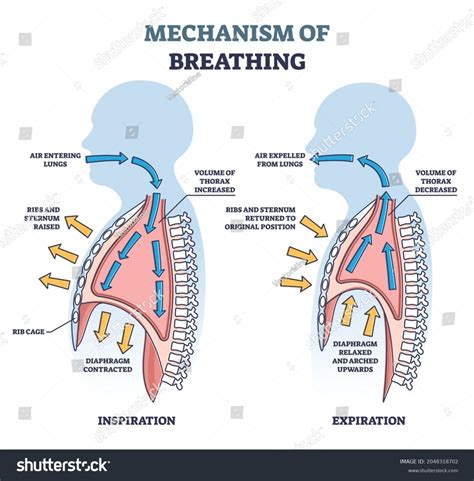 The Process of Exhalation