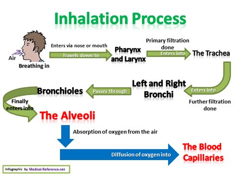 The Process of Inhalation