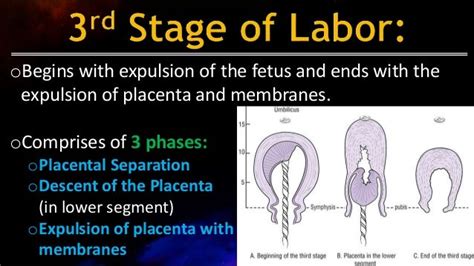 Third Stage of Labor