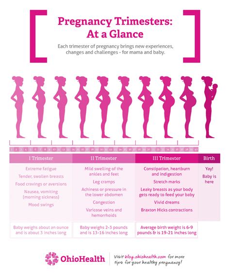 Third Trimester Timeline