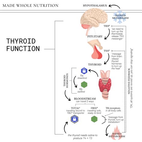 Thyroid Function Tests