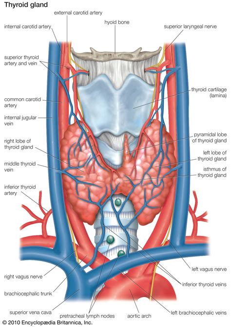 thyroid gland