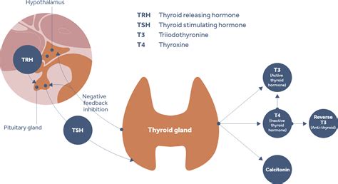 Thyroid Hormones