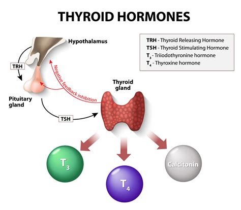 thyroid interactions