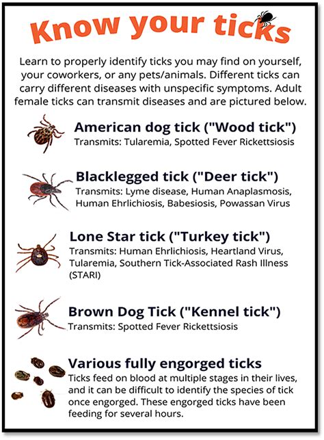 tick-borne diseases