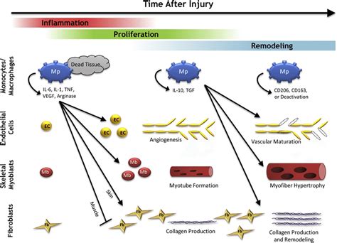 tissue remodeling