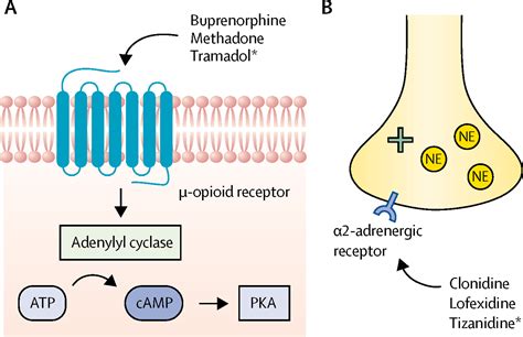 Tizanidine Mechanism of Action