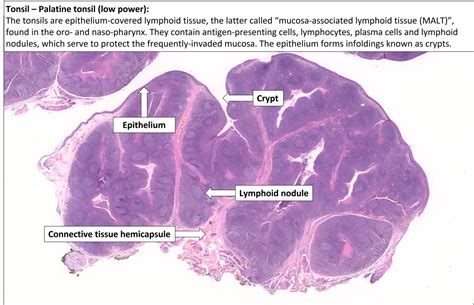 tonsil lifespan