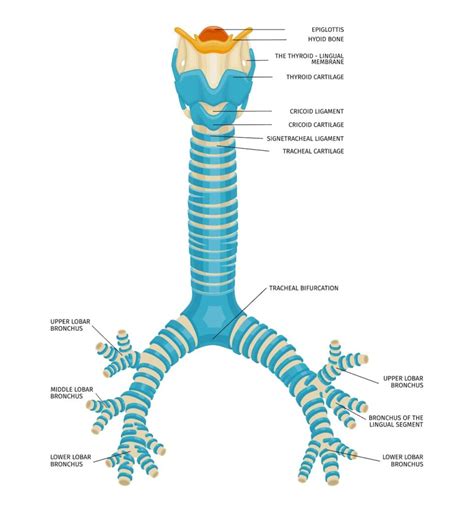 trachea