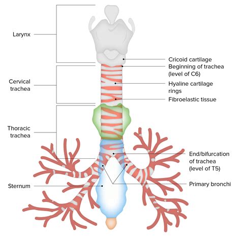 tracheal health stress