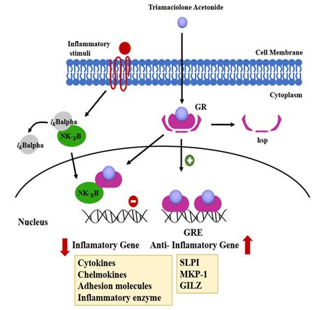 Triamcinolone Mechanism