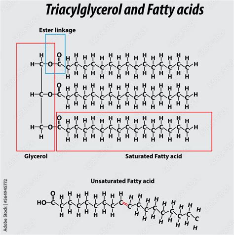 Triglycerides
