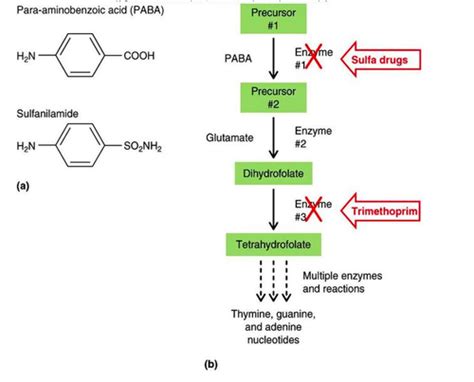 Trimethoprim Mechanism