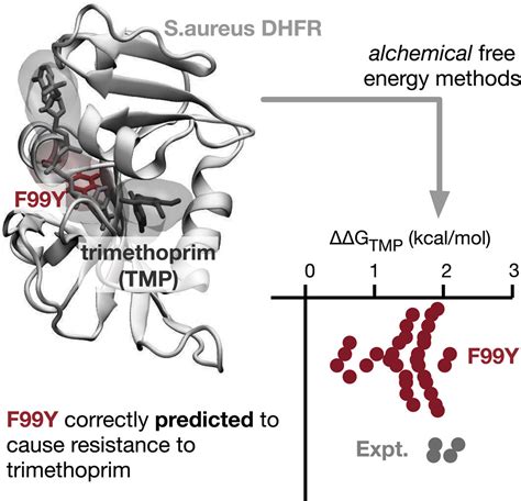 Trimethoprim Resistance