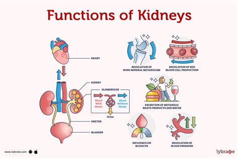 types of kidney function tests