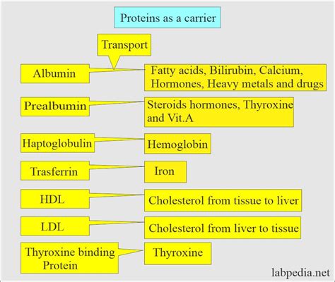 Types of Serum Proteins