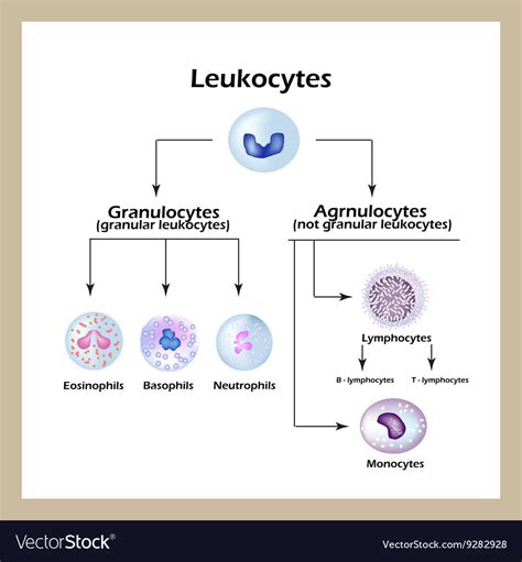 Types of White Blood Cells