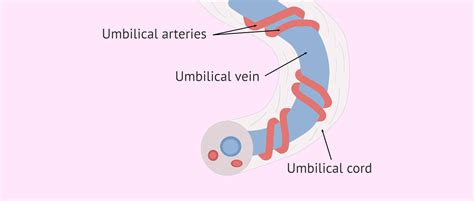 Umbilical Cord