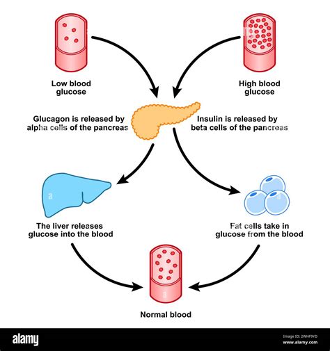 Understanding Blood Sugar Regulation