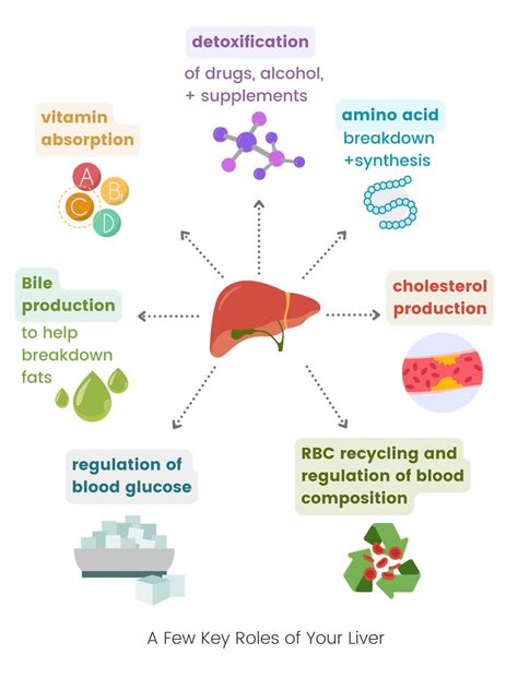 Understanding Liver Enzymes