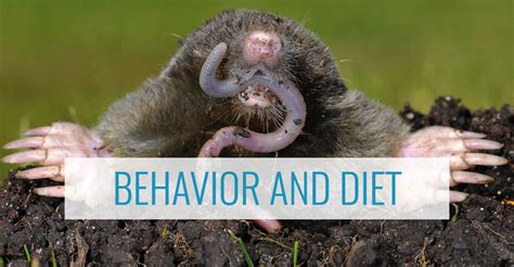 Understanding Mole Behavior