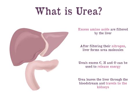 Urea Nitrogen