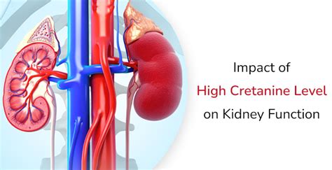 Urine Creatinine Levels and Kidney Function
