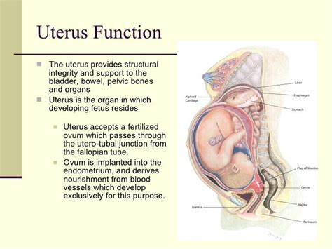 Functions of the Uterus
