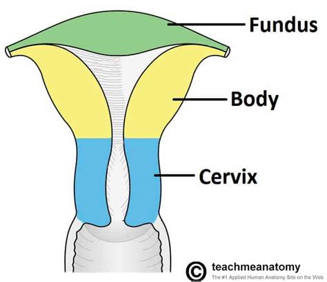 Uterus Location In Female Body