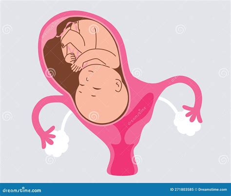 Uterus During Pregnancy