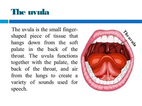 uvula functions