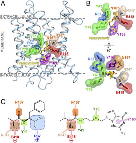 Valacyclovir Interactions
