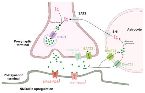 Valium mechanism