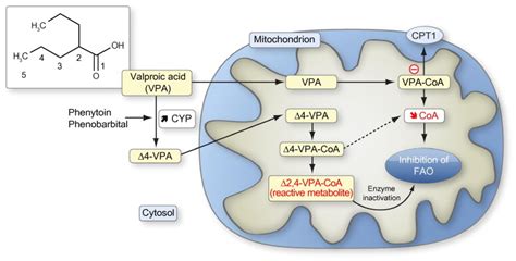 valproic acid mechanism