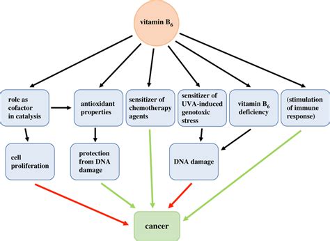 Vitamin B6 and cancer prevention