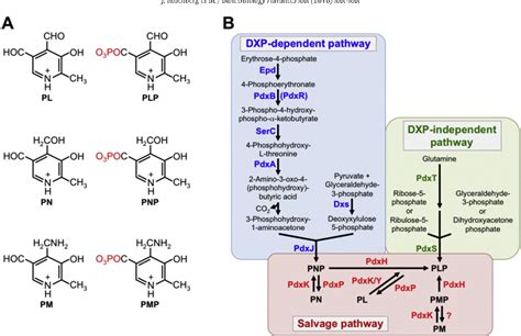 Vitamin B6 interactions