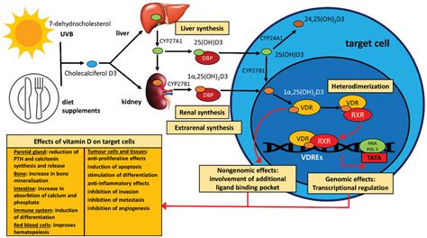 Vitamin D and Cancer