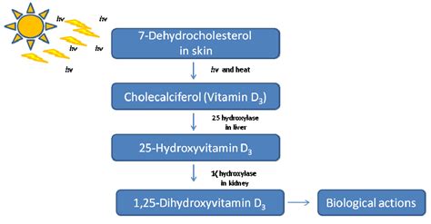 Vitamin D Cholecalciferol Cancer Prevention