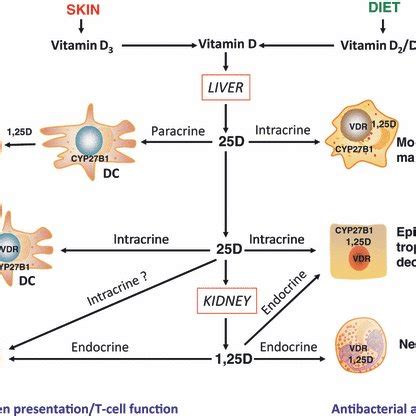 Vitamin D Cholecalciferol Immune Function