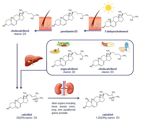 Vitamin D Cholecalciferol Mechanisms