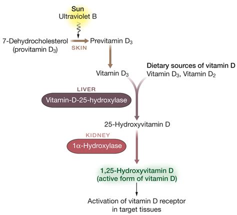 Vitamin D and Chronic Diseases