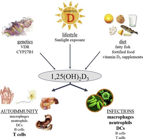 Vitamin D3 Immune Function