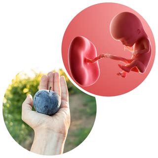 Weeks 9-12 of Pregnancy