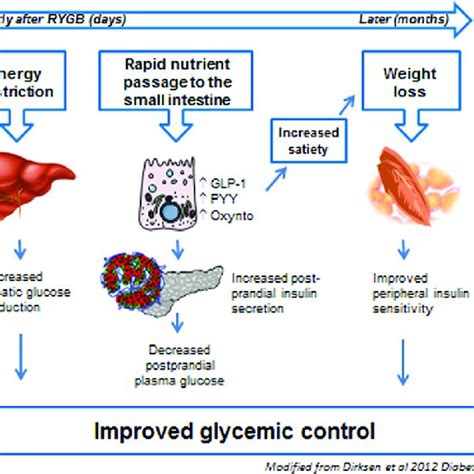 Weight loss mechanisms