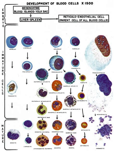 White Blood Cell Differential