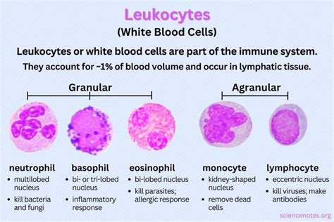 white blood cells