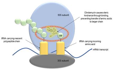 working mechanism of clindamycin