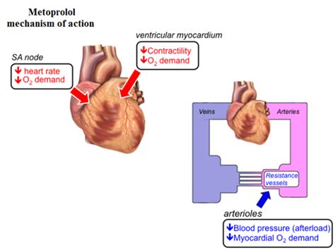 Working Mechanism of Metoprolol ER